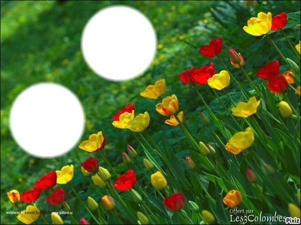 champs de tulipes Photo frame effect