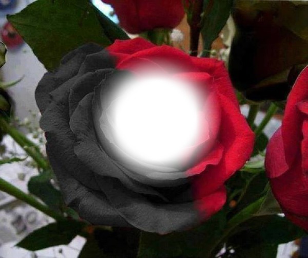 rosa roja y negra Montaje fotografico