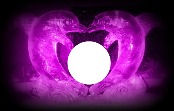black-purple-dolphin-hdh Photo frame effect