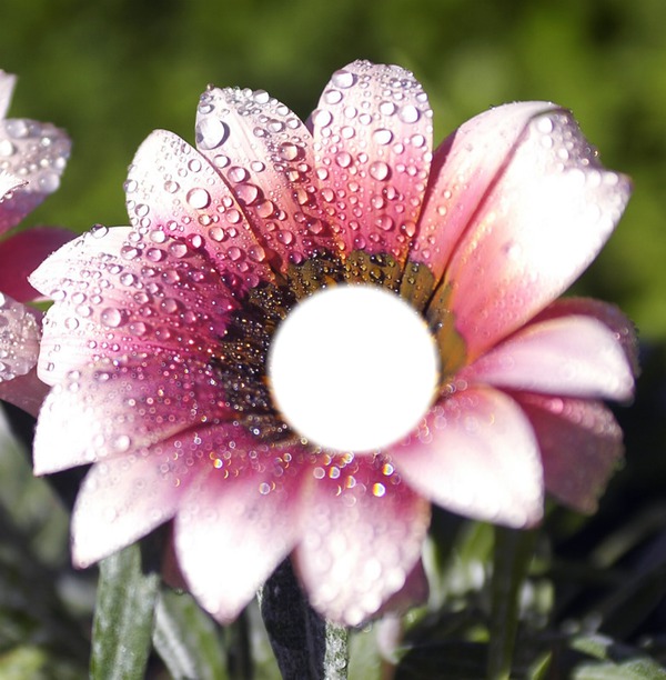 Rain Flower Photo frame effect
