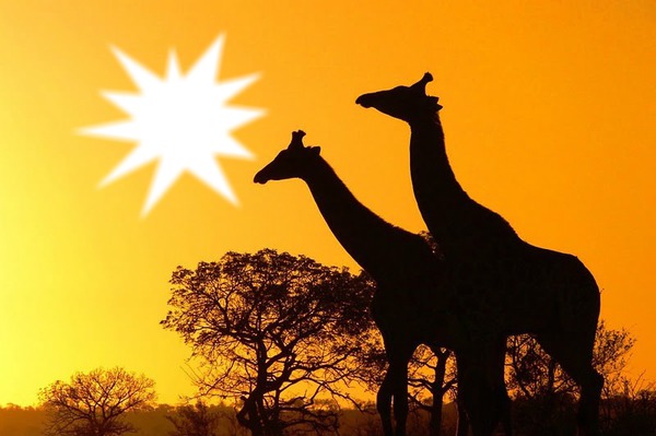 sunset in africa フォトモンタージュ