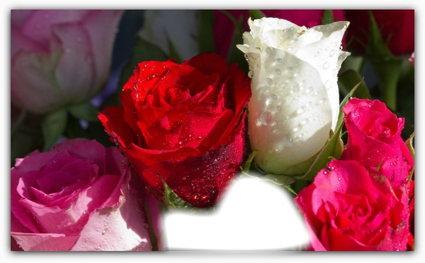 Roses for: Montage photo