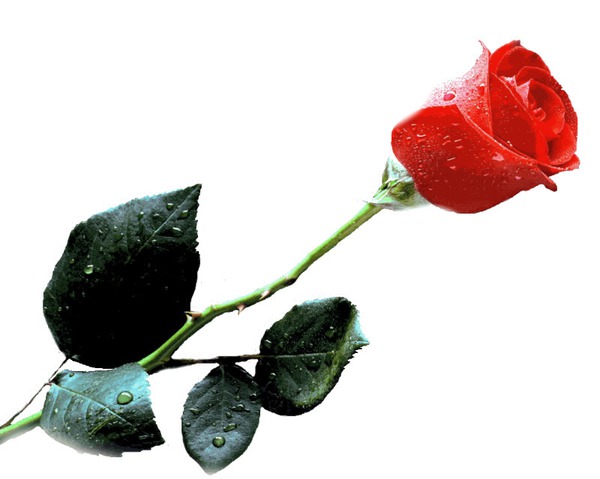 rose rouge Montaje fotografico