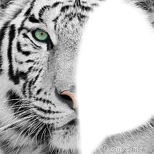 tete de tigre Montaje fotografico