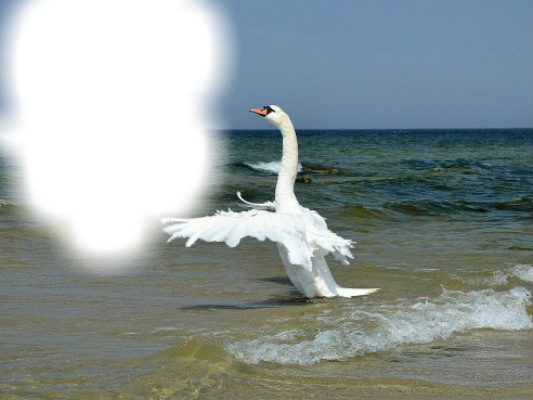 Лебедь Фотомонтаж