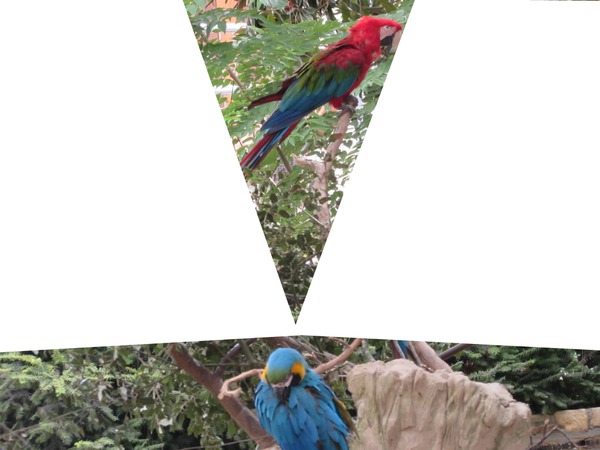 perroquets Fotomontage