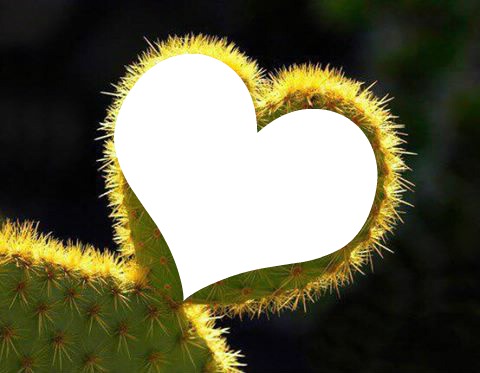 cactus Фотомонтажа