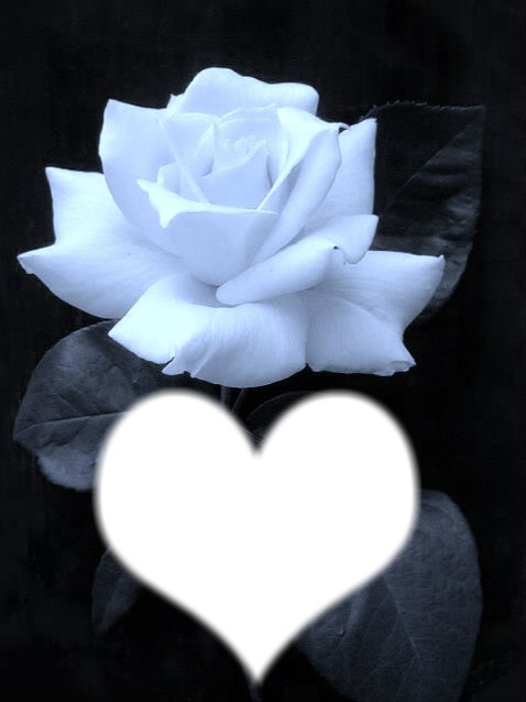 white rose Fotomontasje
