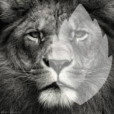 Lion Photo frame effect