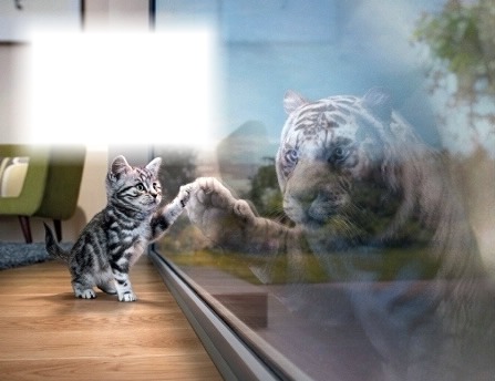 Chat-tigre Montaje fotografico