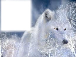 Le loups *-* Fotomontage