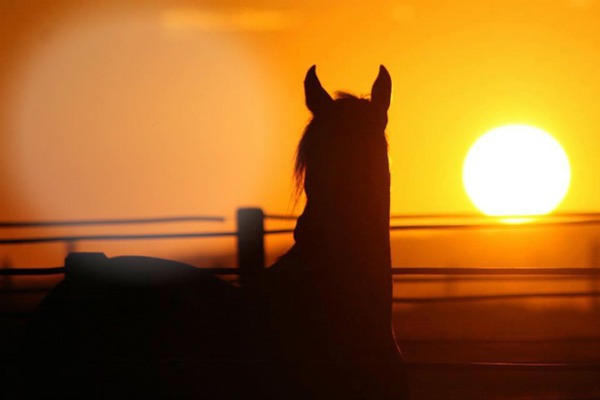 Atardecer caballo sol Montaje fotografico