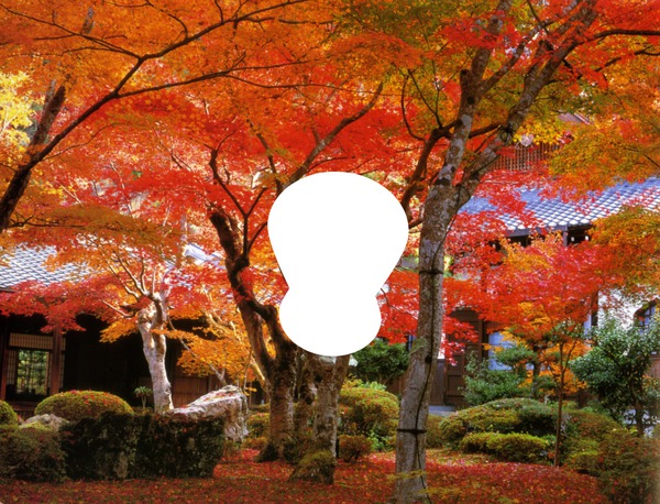 érable japonnais rouge Photo frame effect