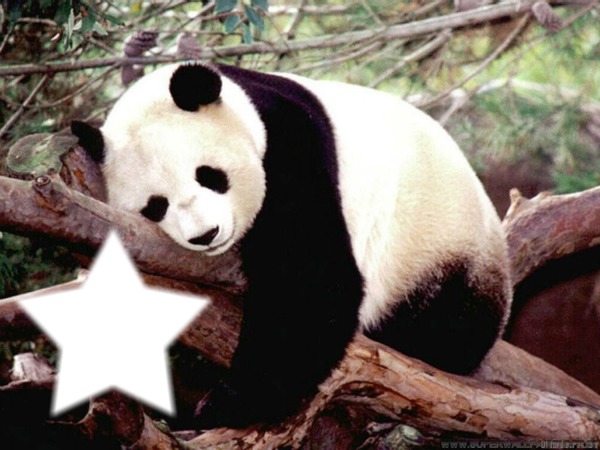 mon panda Photo frame effect