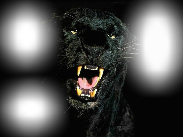 panthere noire Fotomontage