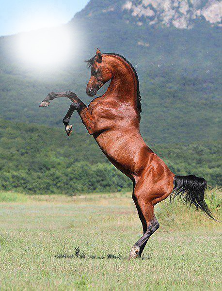 photo cheval bouchiba djelfa algerie Fotomontažas