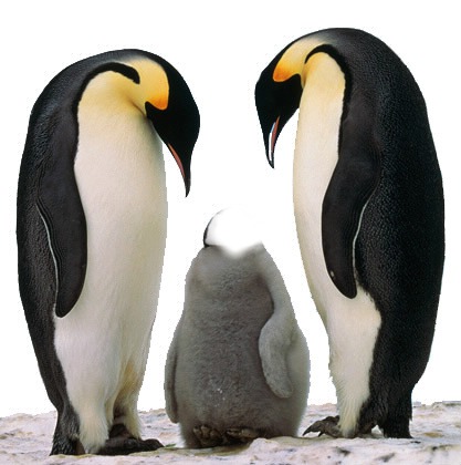 pingouin Photomontage