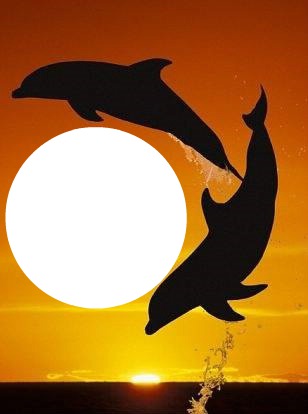 2 dauphins dans la nuit 1 photo Fotomontage