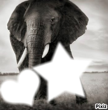 elephant Fotomontáž