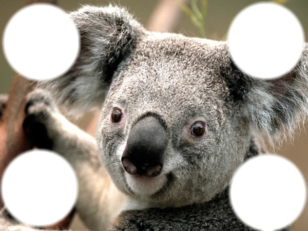 le koala Fotomontaža
