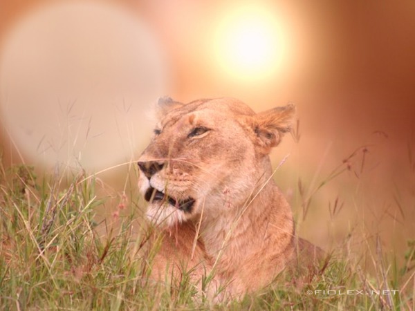 Lion Fotómontázs