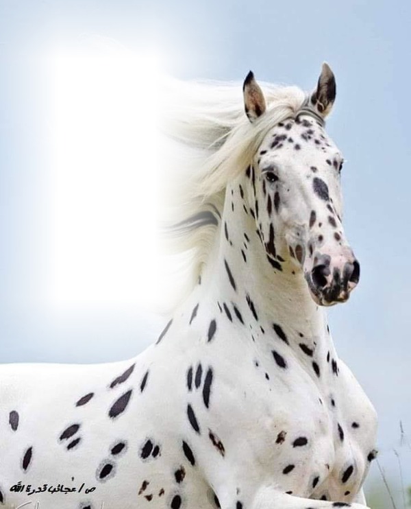 horse Fotomontagem