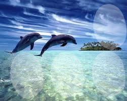 photo dauphins Fotomontagem