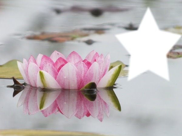 Lotus Fotomontagem