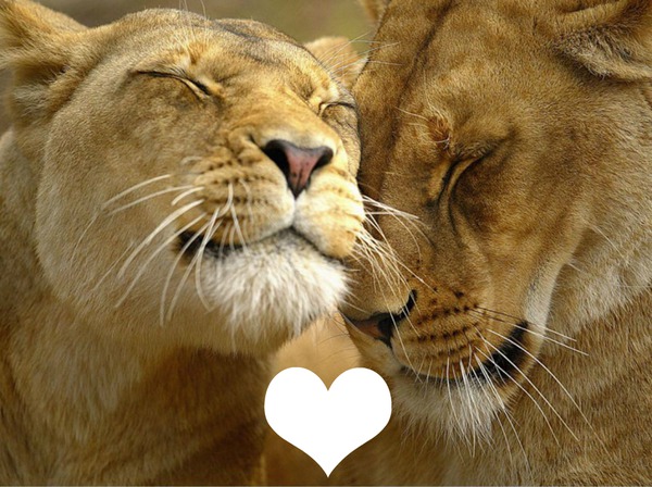 lions amoureux Фотомонтаж