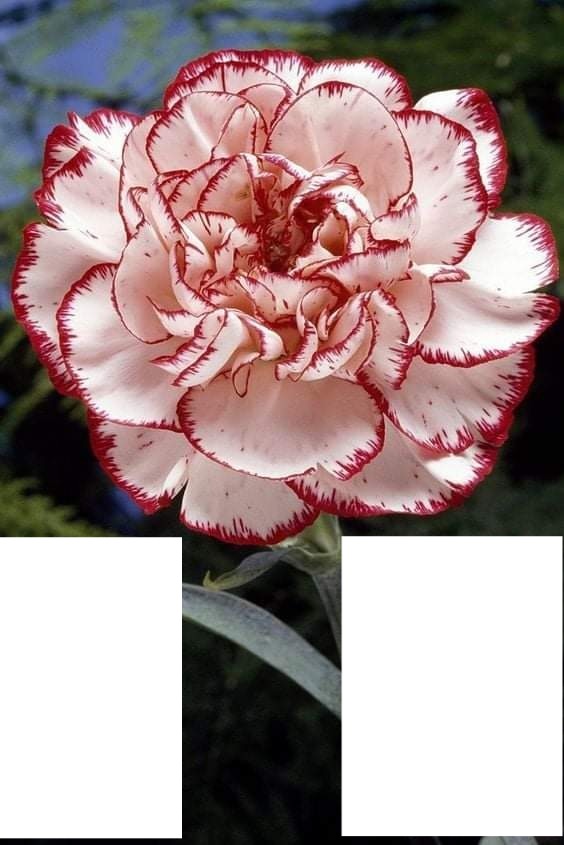 Belle rose Fotomontage