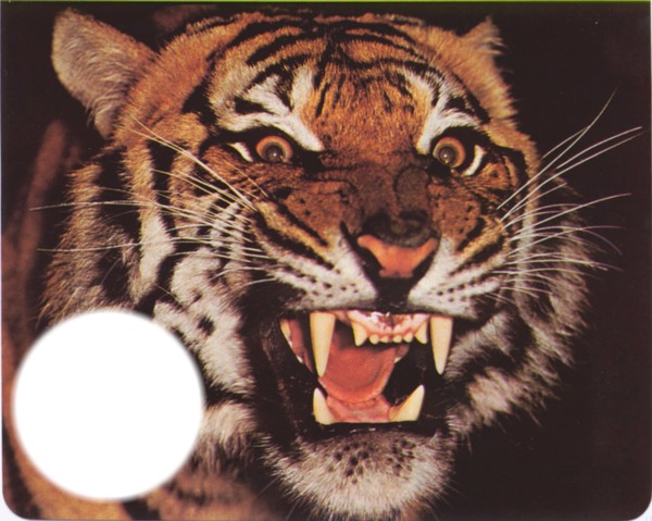 Tigre Vampire Photo frame effect