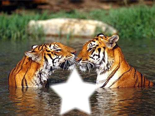 tigre-2 Photo frame effect