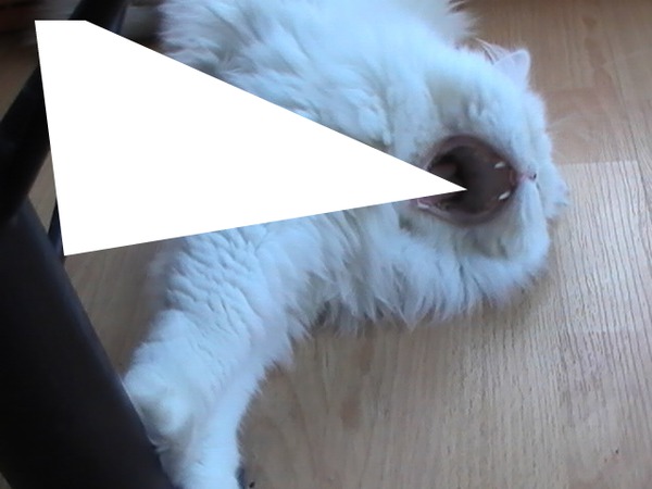 chat blanc qui baille Fotomontagem