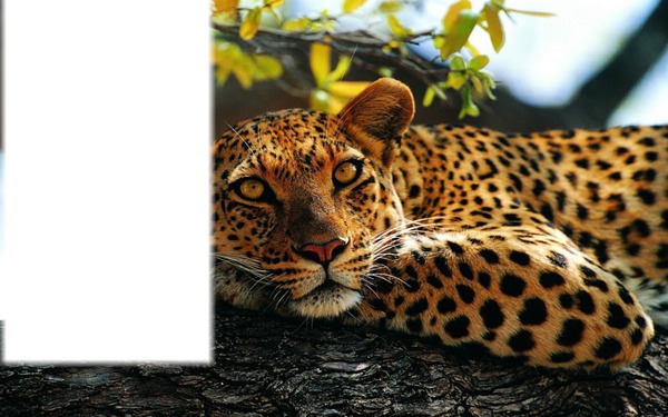 leopard Fotómontázs