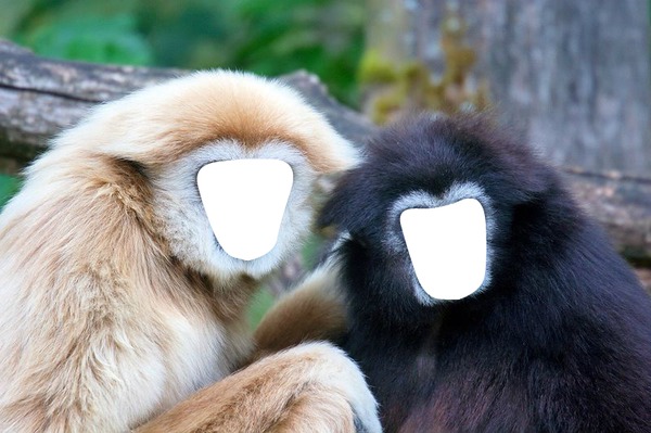 gibbon Photo frame effect