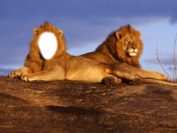 lion d'afrik Montage photo