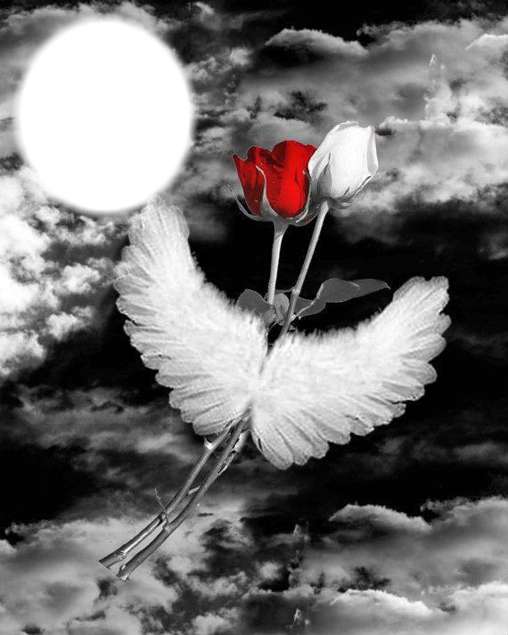 roses with wings Photo frame effect