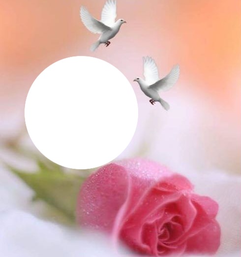 Rose + colombes Fotomontáž