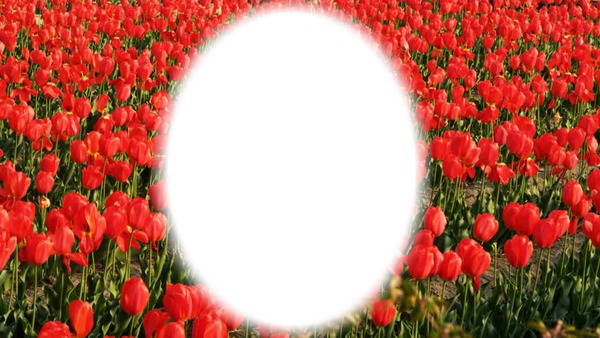 les tulipes rouge de l'amour de tous Photo frame effect
