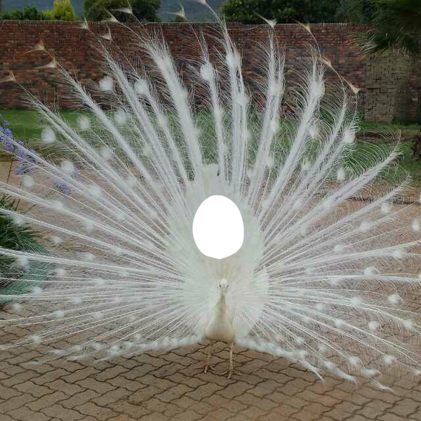 Peacock Fotomontáž