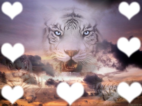 tigre coeur Фотомонтаж
