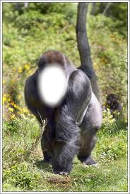 gorille Fotomontasje