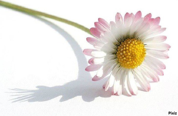 une fleur Fotomontage