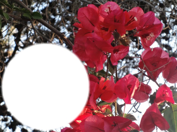 bougainvillea rouge Montaje fotografico