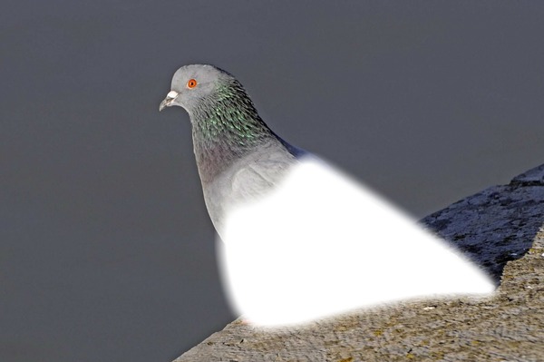 pigeon フォトモンタージュ