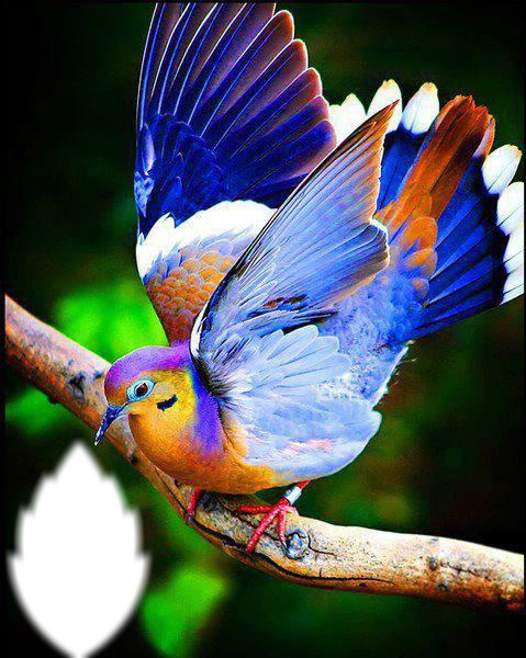 oiseaux Fotoğraf editörü