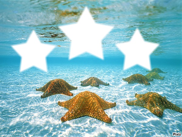 Étoiles de mers Photomontage
