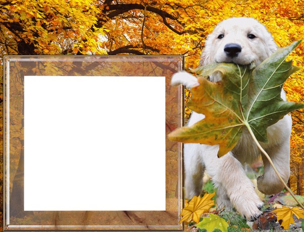 Podzim, pes, listí Fotomontaža