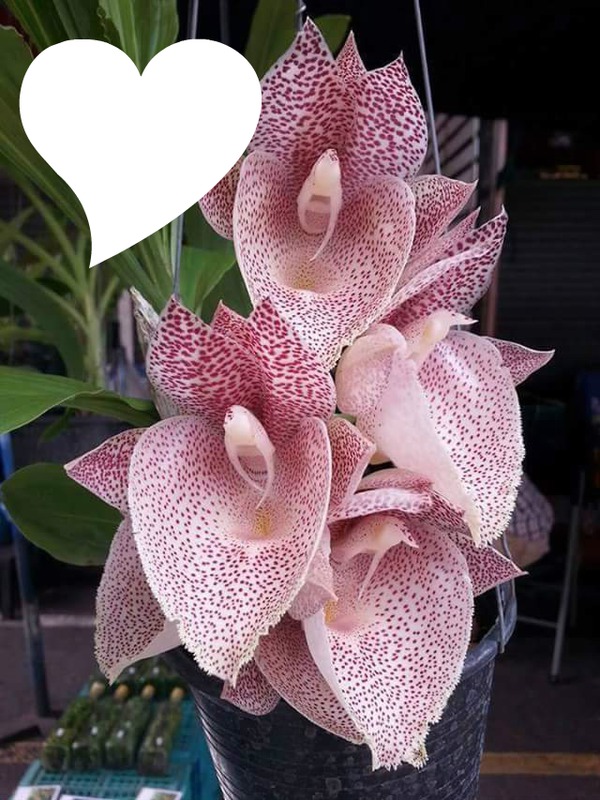 orchidee Φωτομοντάζ