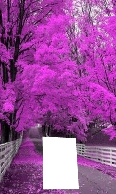 arbre Fotomontaggio